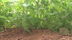 Moroccan farmers learn to love pollinating insects News Clip