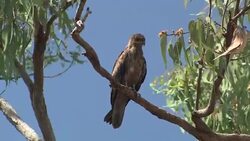 Whistling Kite (Haliastur sphenurus) perched in a tree, Australia Stock Footage