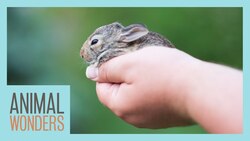 What To Do If You Find A Baby Mammal Instructional Video