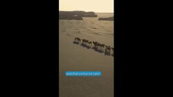 Diseases following in the Path of the Silk Road Instructional Video