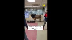 When A Bull Visited SBI Branch In UP's Unnao News Clip