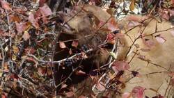 Ecosystem Activator: Temperate Forests. Age 7 - 10. Instructional Video