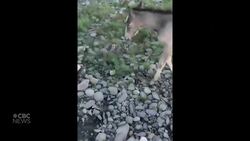 #TheMoment two paddlers rescued a baby horse from a river News Clip