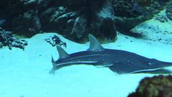 Five Facts - Fish Instructional Video