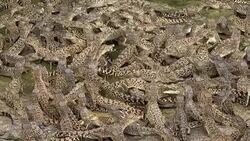 VOICED : El cocodrilo americano amenaza el pedigrí de su par cubano News Clip