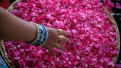 CLOSE ANGLE OF BASKET OF FLOWER PETALS. WOMAN'S HAND GRABS A HANDFUL. Stock Footage