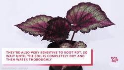 5 "Easy" Houseplants That Are Actually Really Hard Instructional Video