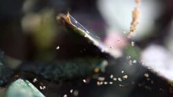 Spiders on a plant Stock Footage