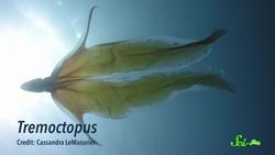 The Most Incredible Octopus You’ve Never Heard of: The Blanket Octopus Instructional Video