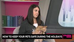 Cheddar Paws: How to Keep Your Pets Safe During the Holidays News Clip