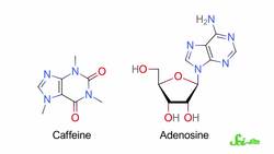 Why Does Skipping Coffee Give Me Headaches? Instructional Video