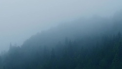 Fog Forest In The Evening Stock Footage