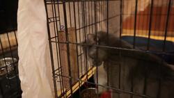 Should You Get Cat Spayed or Neutered? Instructional Video