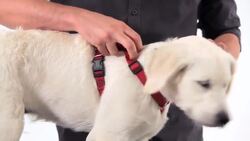 How to Put On & Fit a Dog Collar or Harness Instructional Video