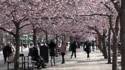 Sweden isn’t locked down because of COVID-19, experts say it should be News Clip