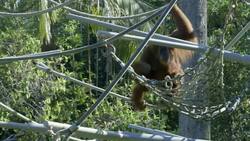 This Orangutan Mother Helps Her Baby Learn New Skills Instructional Video