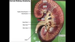 Internal Anatomy of the Kidney and Urine Transport Instructional Video
