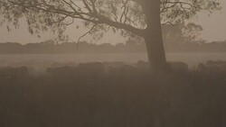Silhouettes of merino sheep on Australian farm Stock Footage