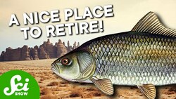 Why the Oldest Fish in the World Lives in a Desert Instructional Video