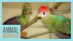 Our Turacos: New Homes, Training, and More Instructional Video