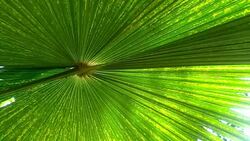 palm leaf Stock Footage