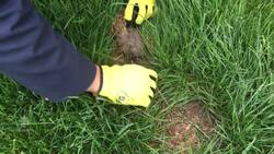 Backyard bunnies video goes viral News Clip