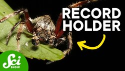8 Incredibly Brilliant Spiders Instructional Video