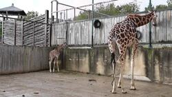 CLEAN : Amnéville zoo in France welcomes its first baby giraffe News Clip