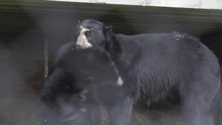 Exploring the Animal Kingdom at Port Lympne Instructional Video