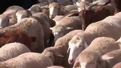 2,000 sheep herded through Madrid to celebrate old grazing routes Instructional Video