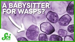 Why Viruses are Good for Wasps Instructional Video