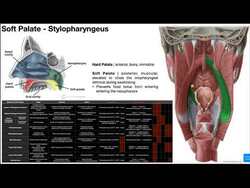 Deglutition | Muscles of the Palate [OINAs] Instructional Video