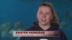 Dedicated Trainers at The Georgia Aquarium Are Saving African Penguins Instructional Video