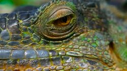 Sleeping dragon. Close-up portrait of a resting vibrant Lizard. Selective focus. Green Iguanas are native to tropical areas of Mexico, Central America, South America, and the Caribbean Stock Footage