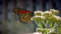 Chicago: Leading the Fight Against Climate Change Instructional Video