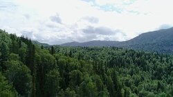 A view from above of wildlife. Stock Footage