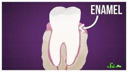 The Terrifying Fish with Transparent Teeth Instructional Video