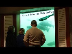 Record Number of Fall Chinook Pass Through Bonneville Dam Instructional Video