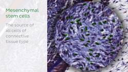 Reticular connective tissue Instructional Video