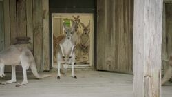 Older Kangaroos Need Extra Care! Especially When It Comes to Spinal Injuries Instructional Video