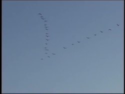 The Power of Muscles Instructional Video