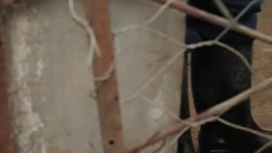 Pigs on a pig farm in China News Clip