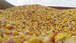 Farmer handful of harvested corn kernels Stock Footage