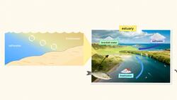Exploring Estuaries Instructional Video