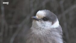 Nearly A Third Of Birds In U.S. And Canada Have Disappeared Since 1970 News Clip