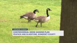 Peapack-Gladstone residents, business owners split on decision to euthanize geese in borough News Clip
