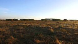 group of elephants with calf in savanna at africa Stock Footage