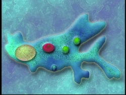 Vida microscópica: video de evaluación Instructional Video