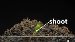 What Plants Need Instructional Video