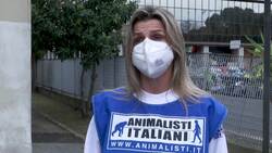 Volunteers walk Italian cats, dogs amid pandemic Instructional Video